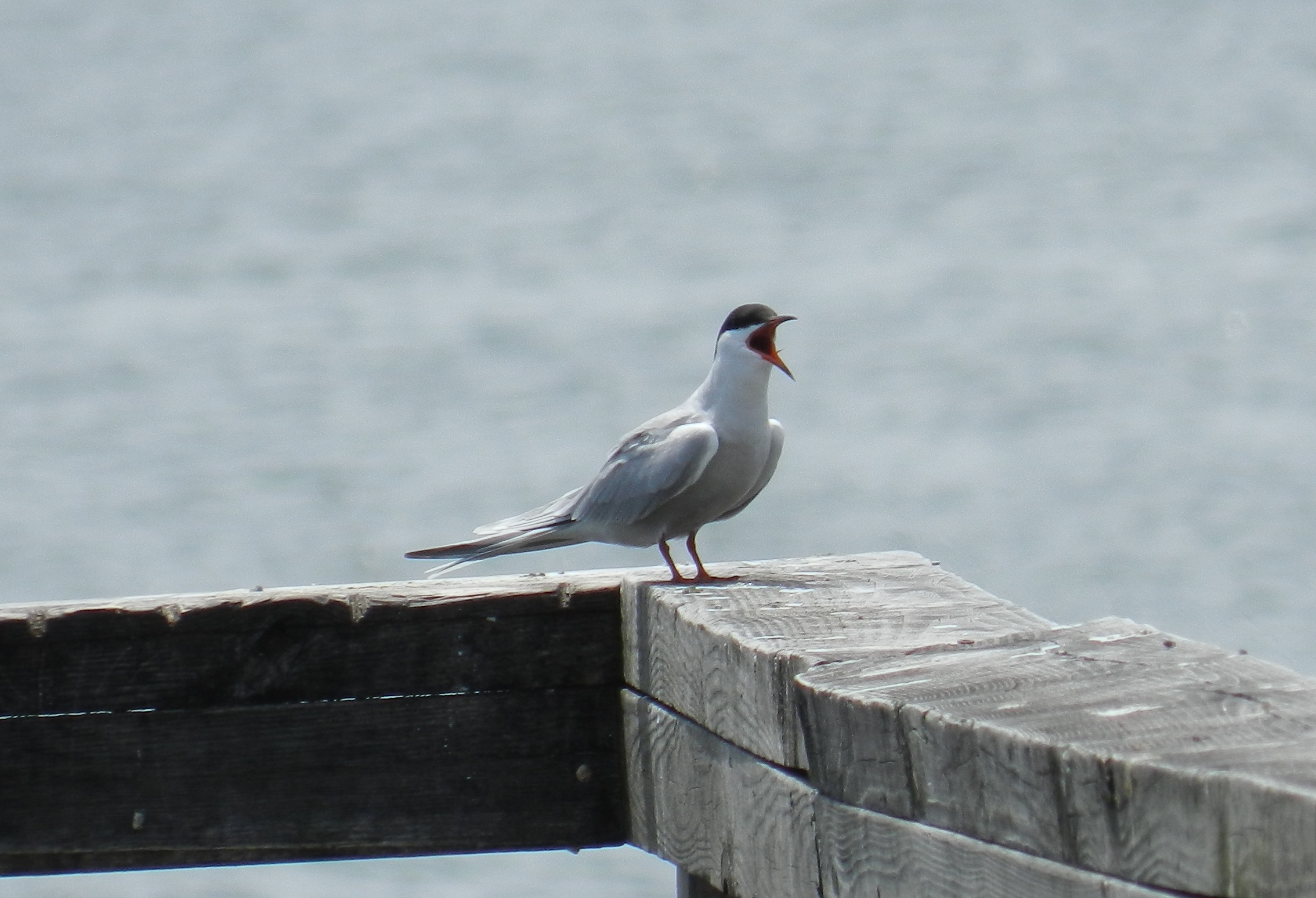 Forsters Tern Ft Monroe may 2012 e.JPG
