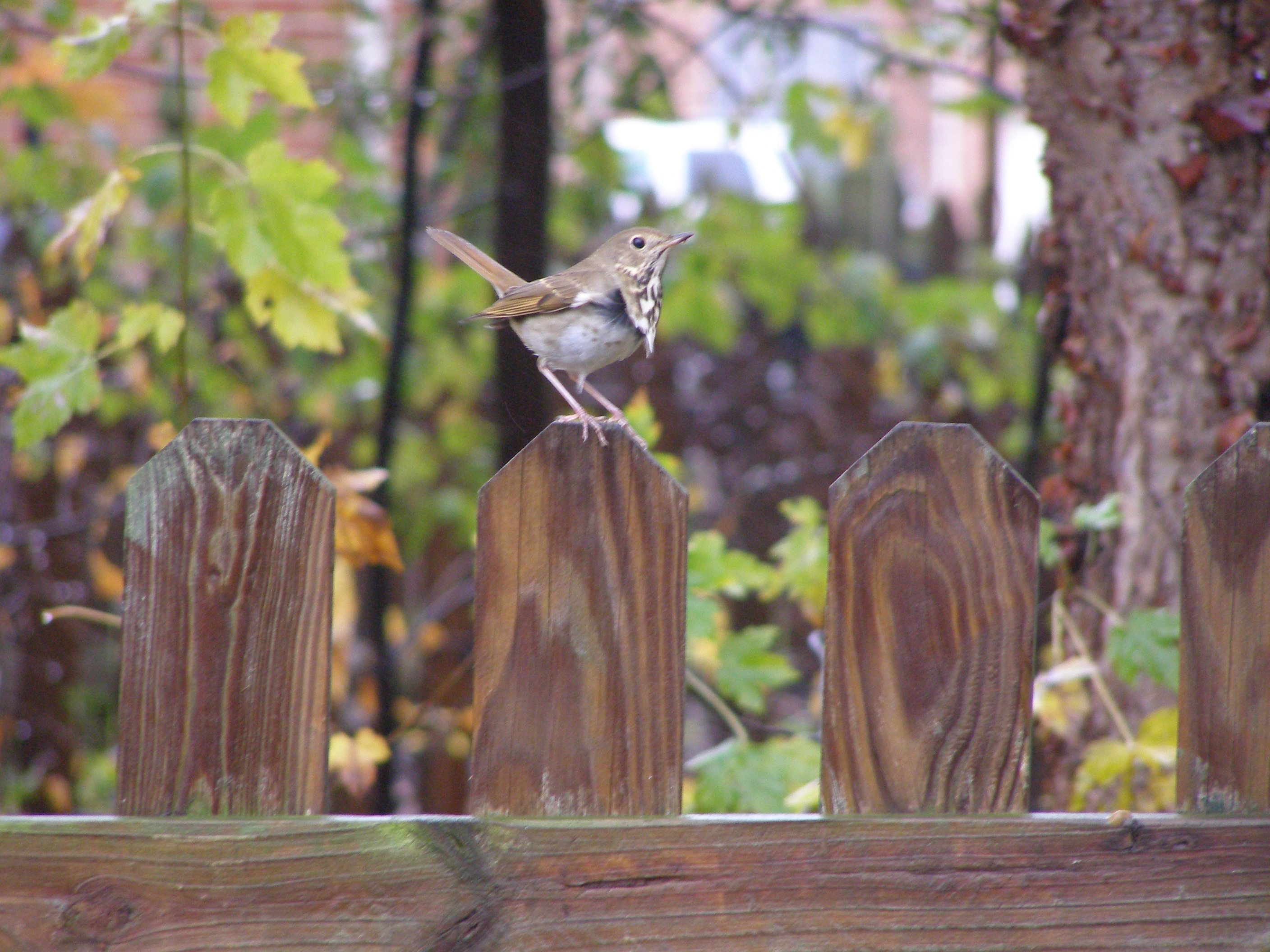 Hermit Thrush Hampton VA 11 2006.JPG