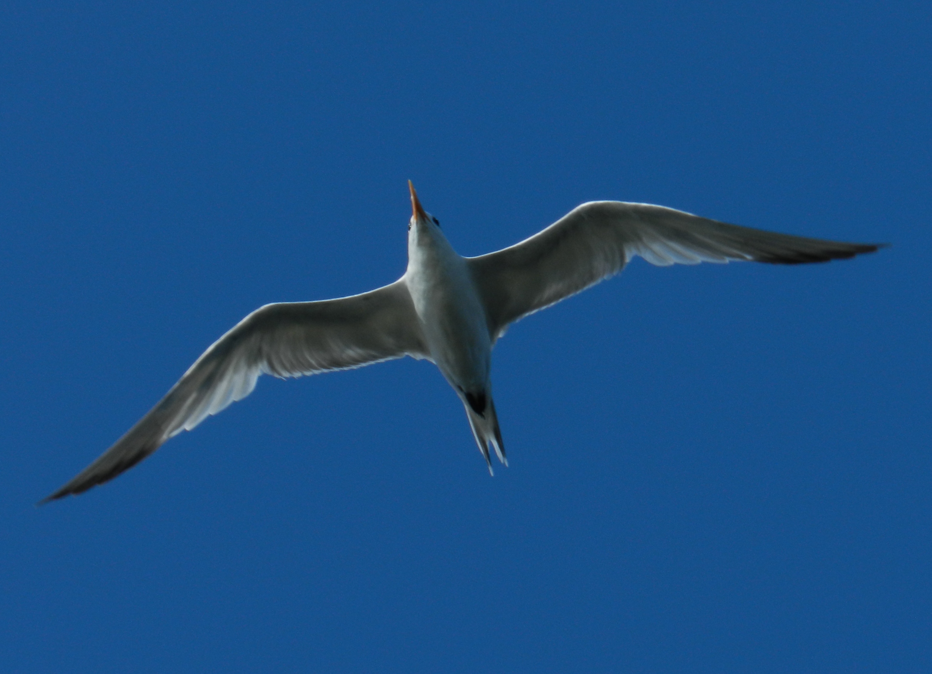 Royal Tern Chincoteague VA Oct 12 c.JPG