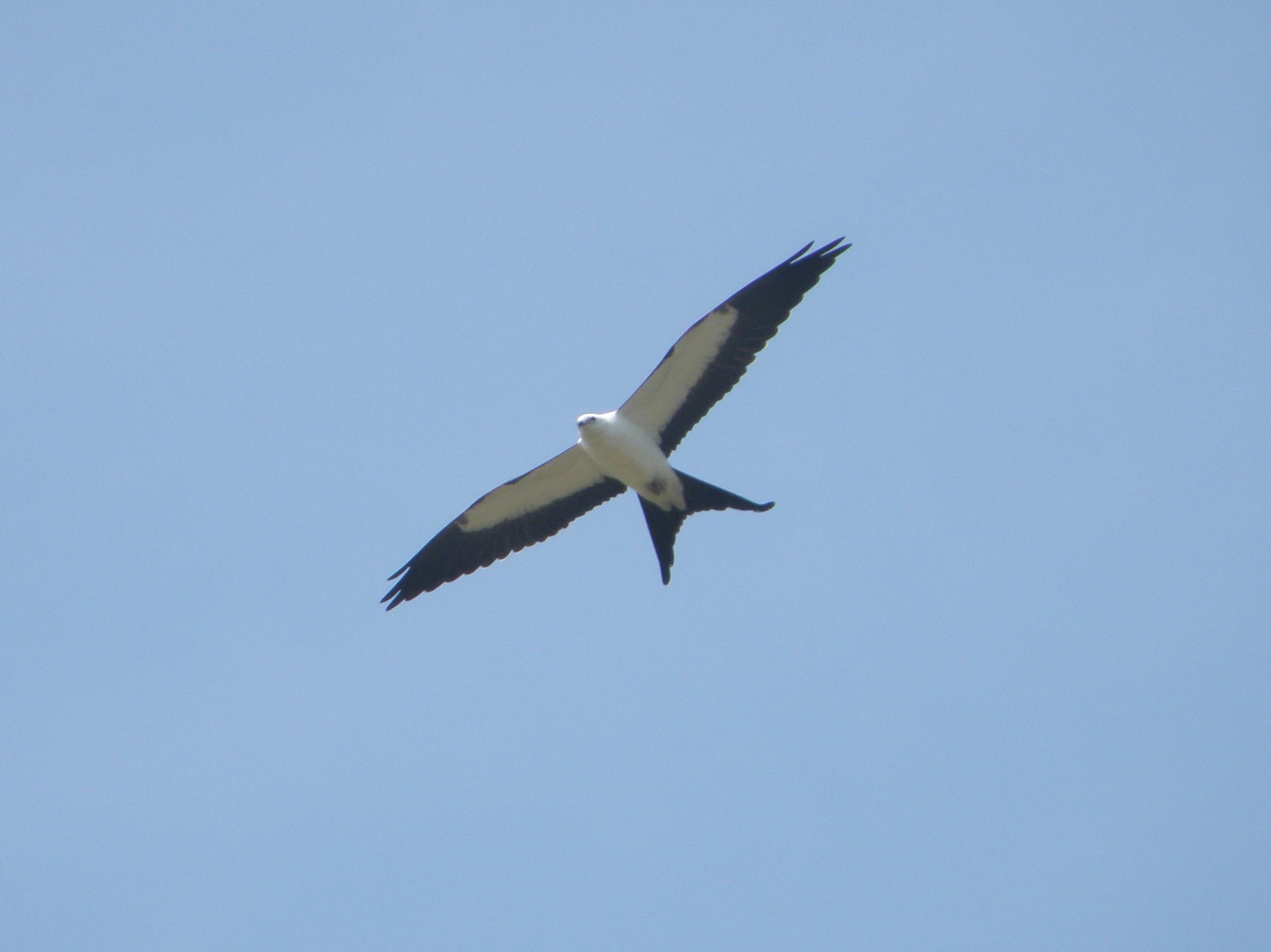 Swallow Tailed Kite Gladys VA Aug 2011a.JPG