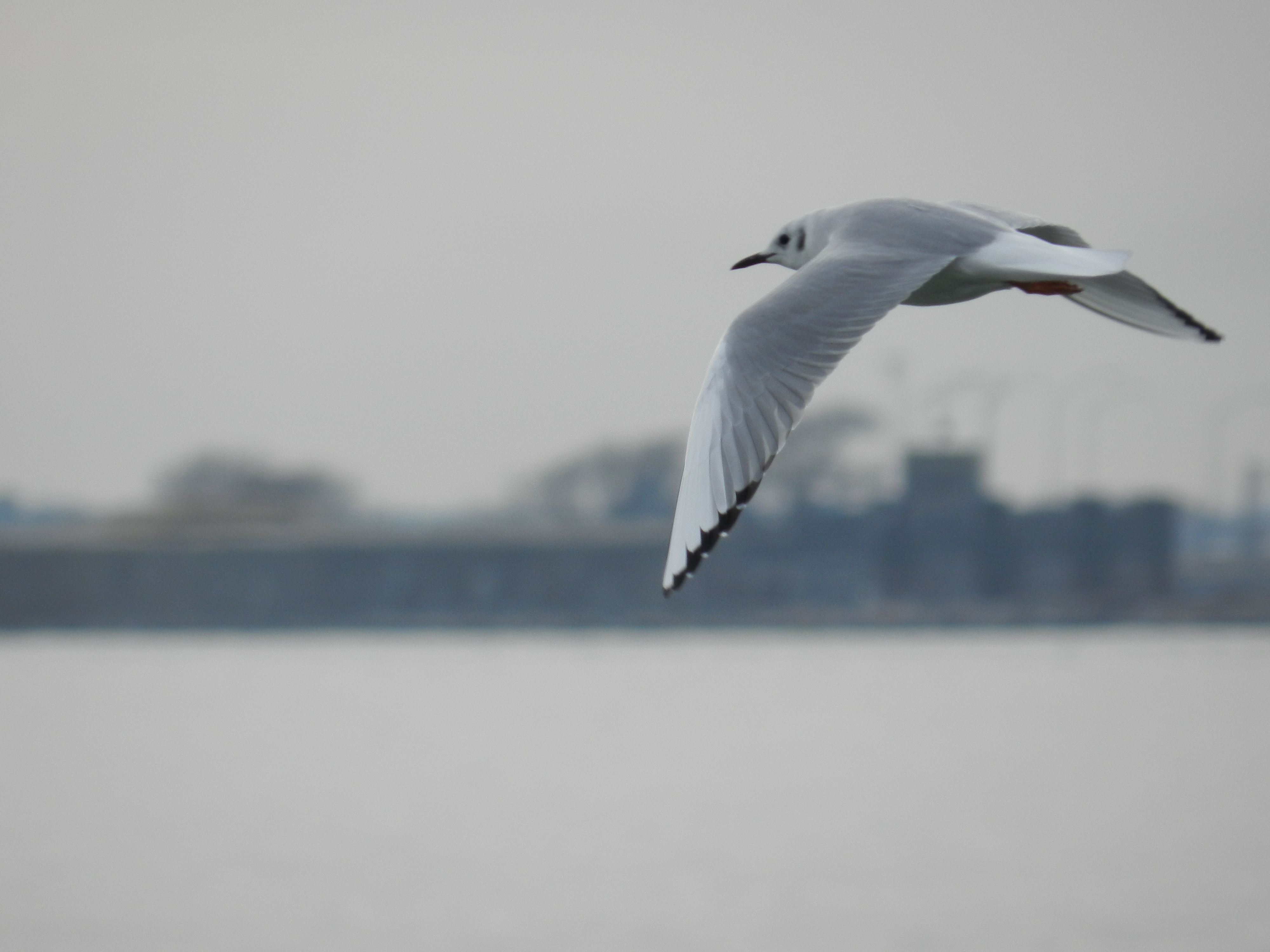 Bonepartes gull Ft Monroe Dec 12 aa.JPG