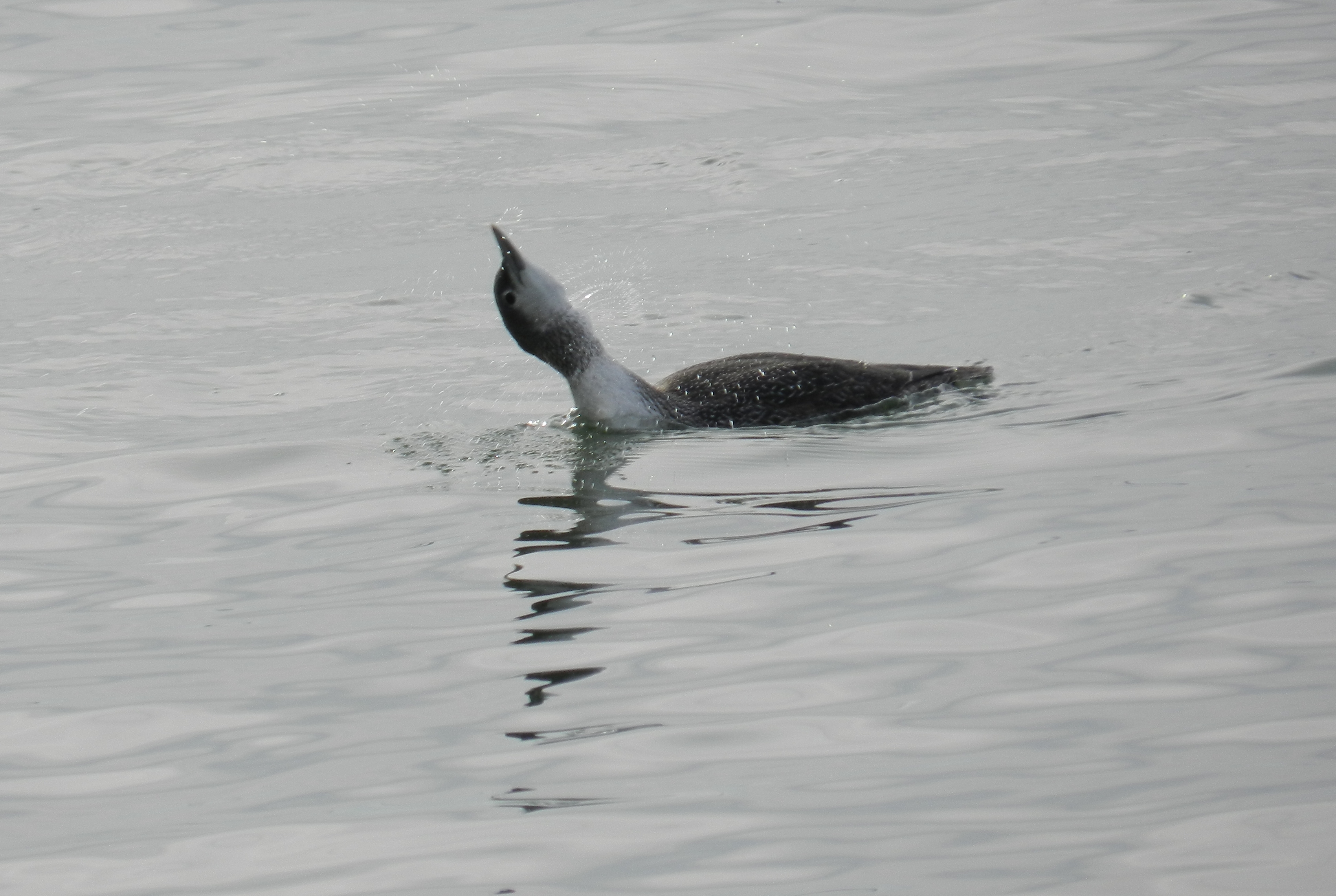 loon Redthroated Ft Monroe Dec 12 a.JPG