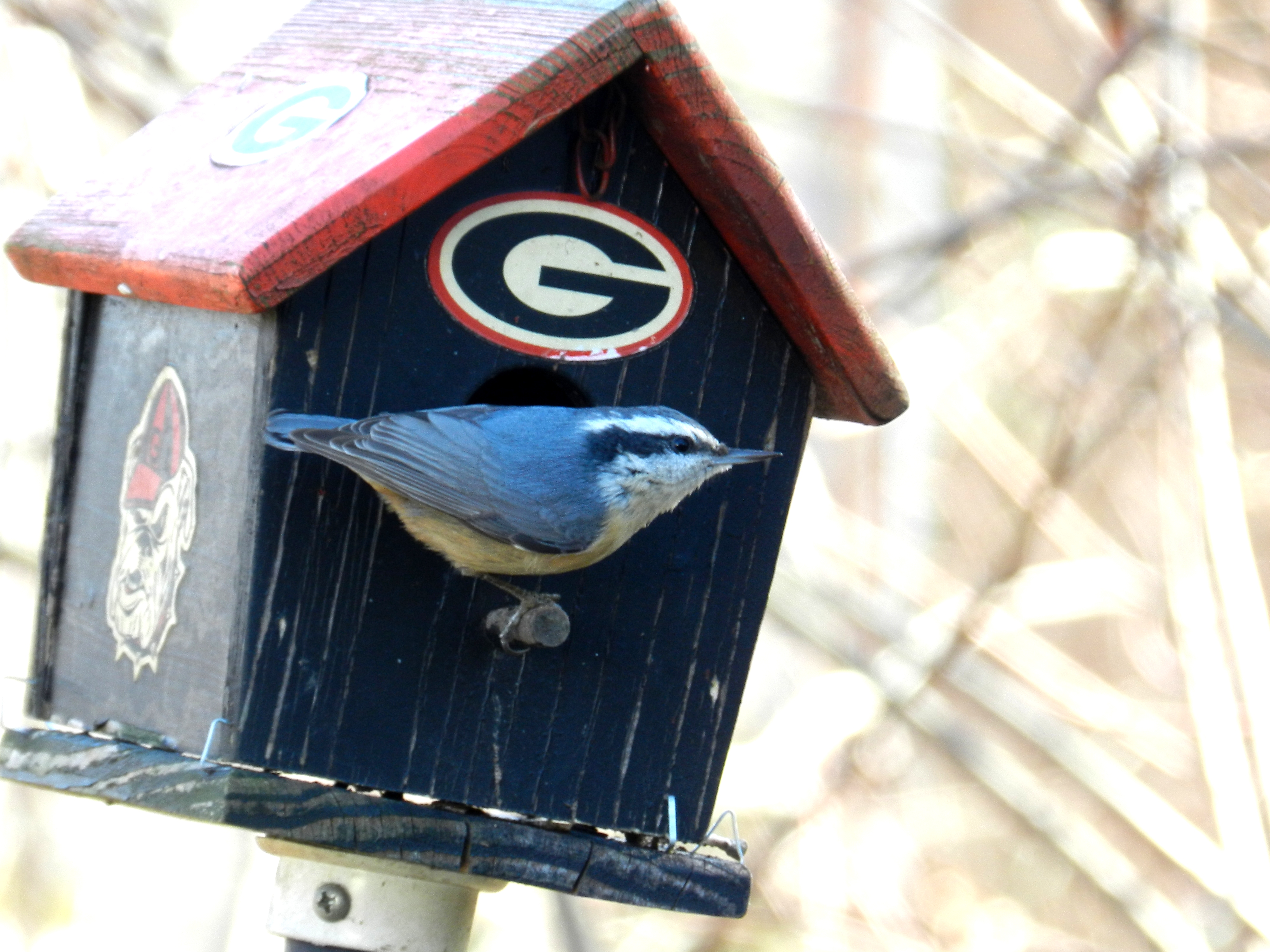 Nuthatch Jan 2013.JPG