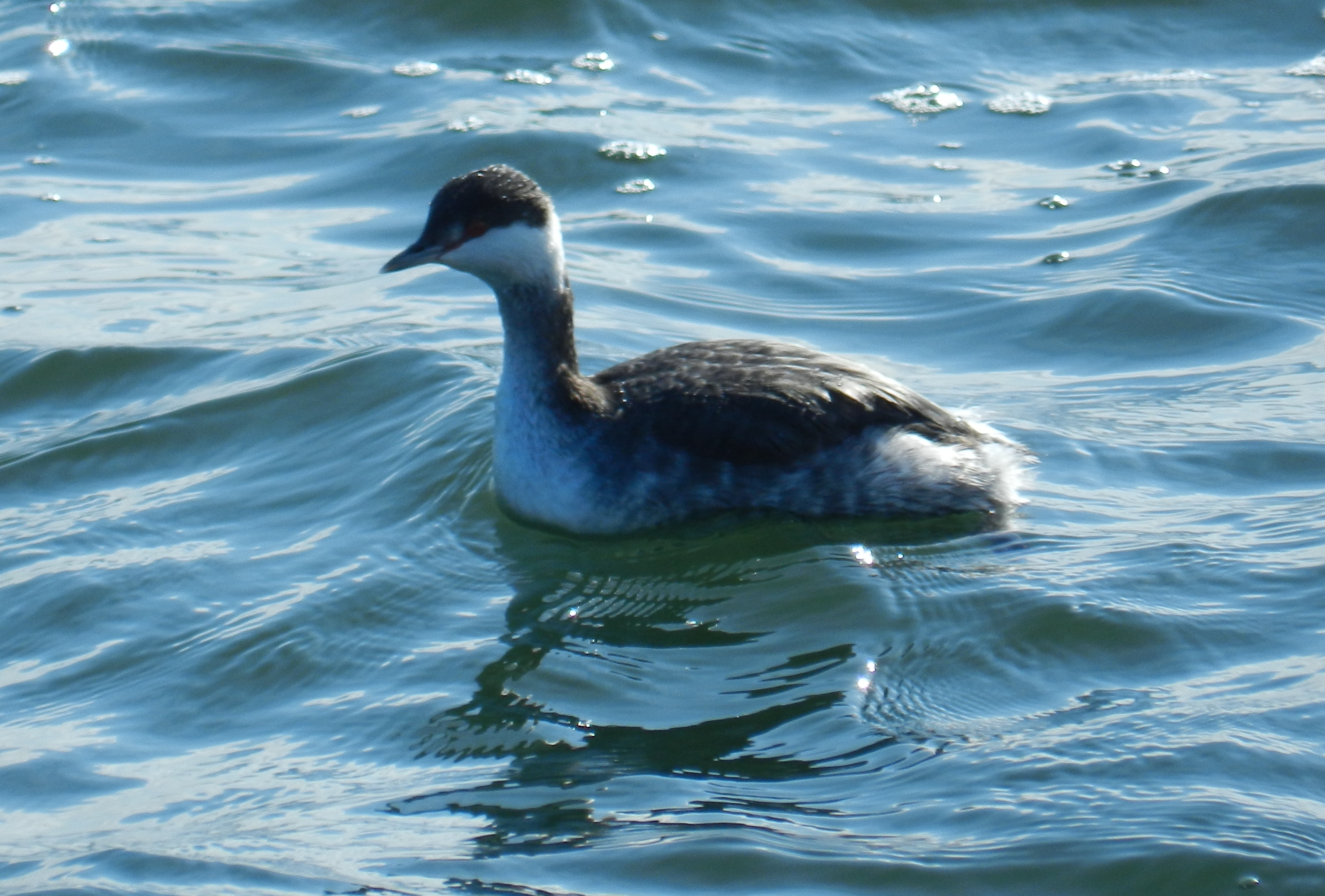 Grebe Horned Ft Monroe Jan 13 bbb.JPG