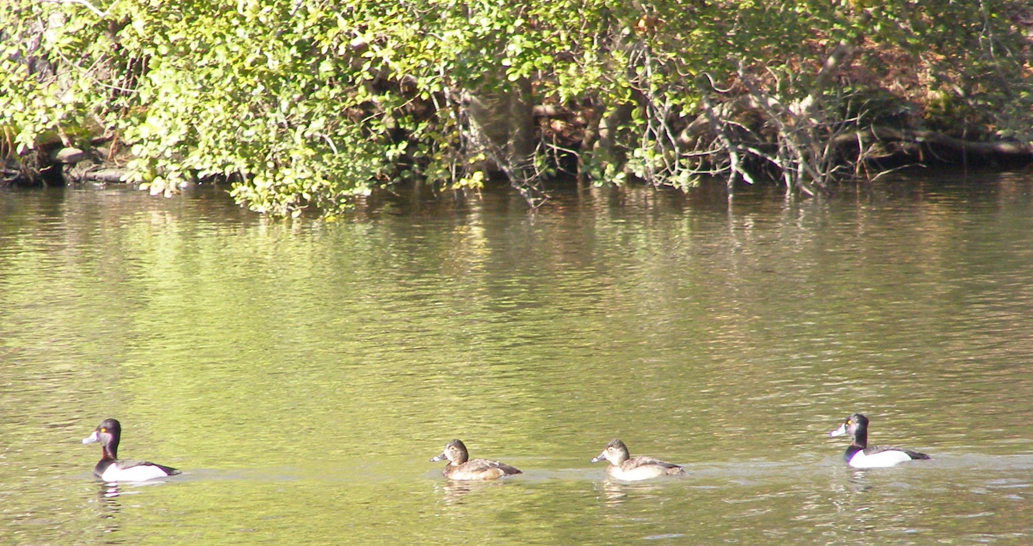 Duck Ring-necked duck 2-07 b.JPG