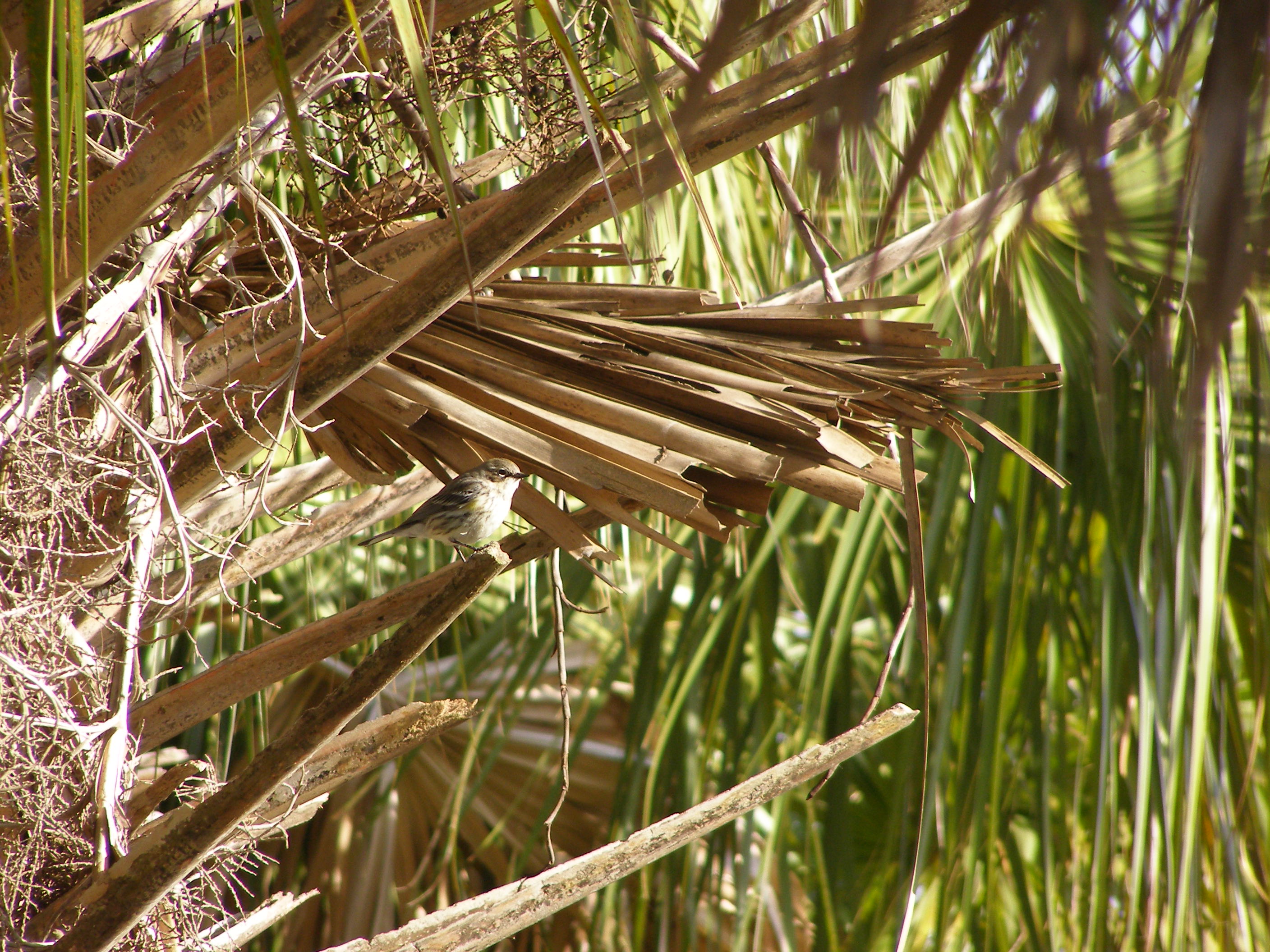 w Yellow rumped Tybee Is GA 2-07 c.JPG