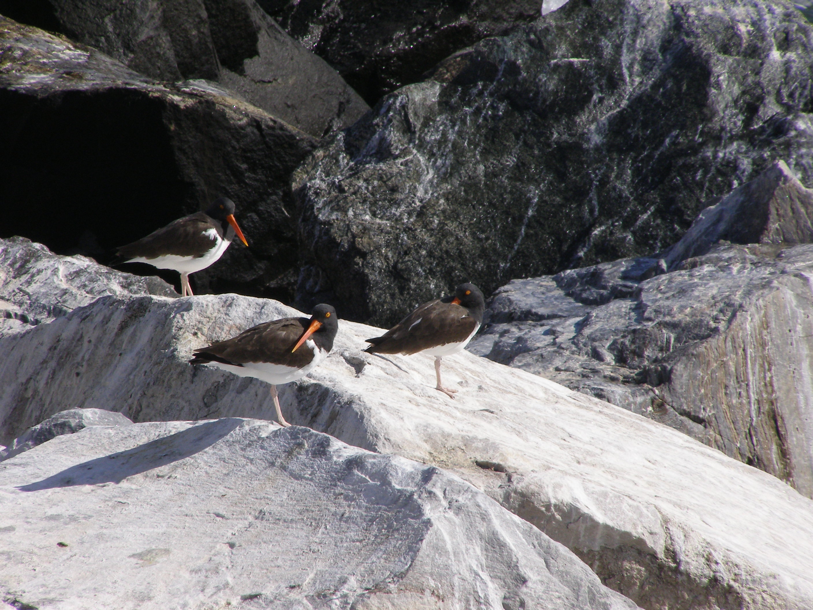 SP Am Oystercatcher CBBT 02-07 a.JPG