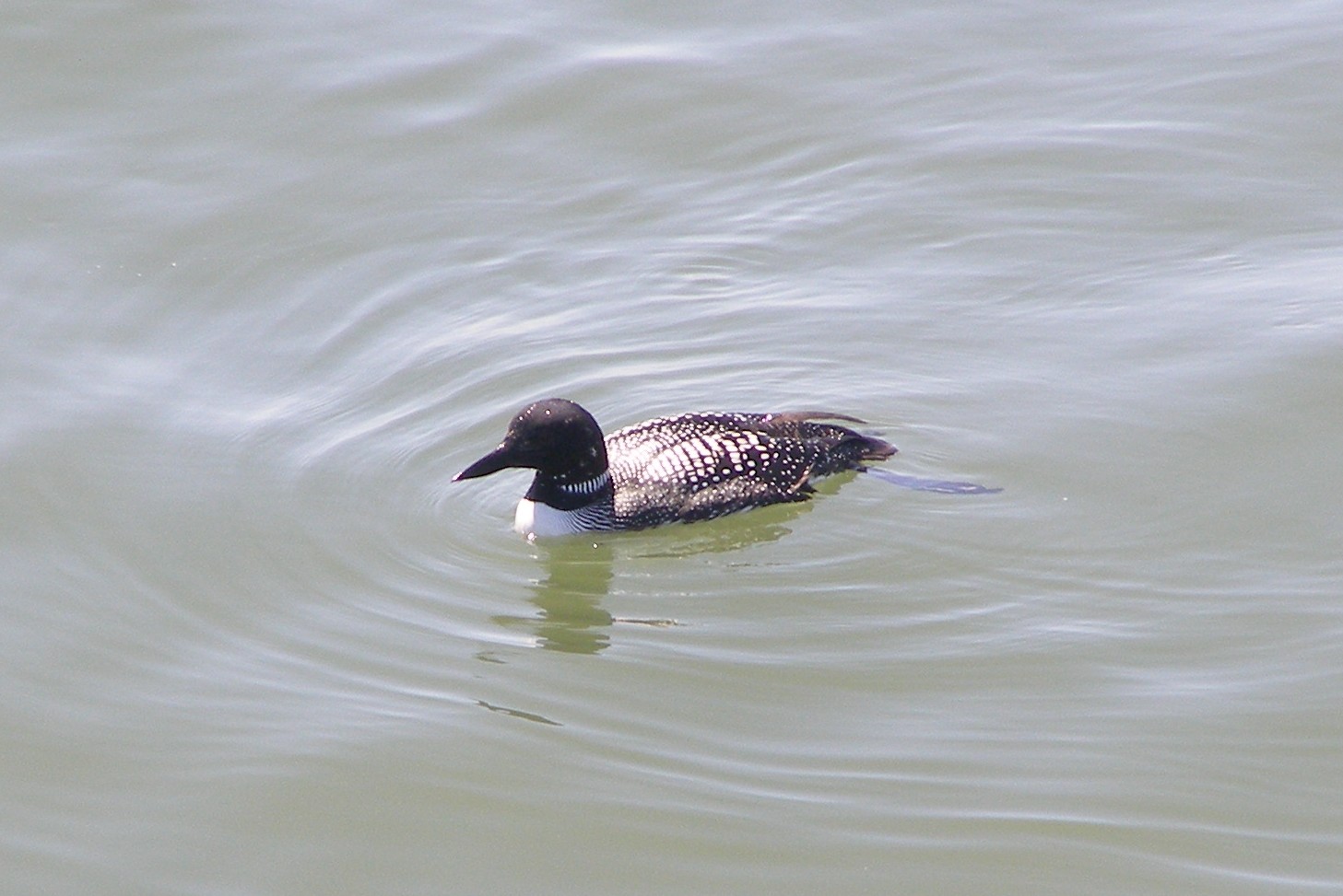 Loon Common CBBT 4-07 c.JPG