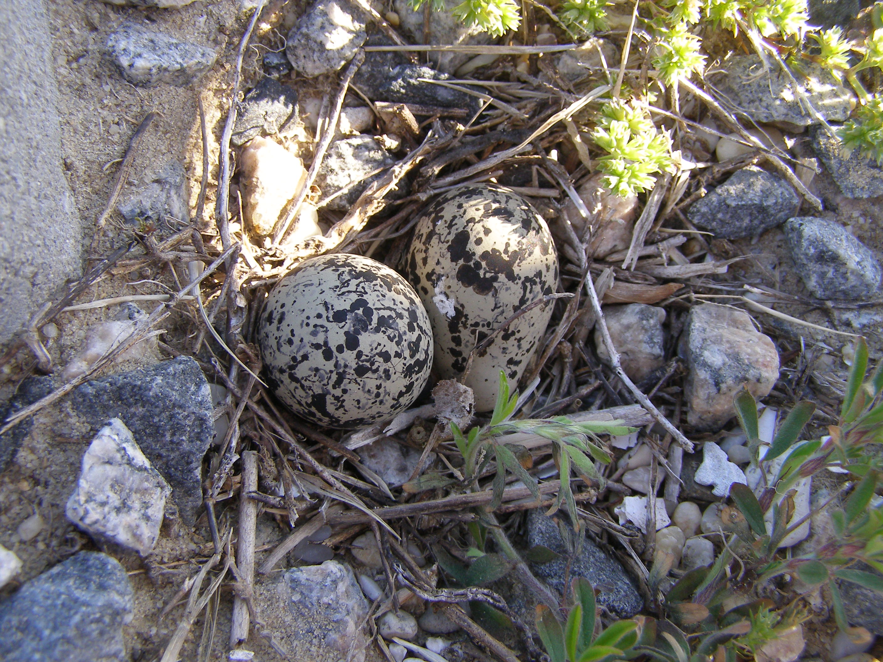 SP Killdeer Eggs ESVA 4-07 a.JPG