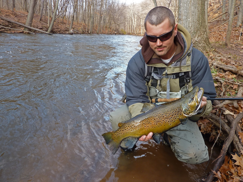 Brown Trout., NY