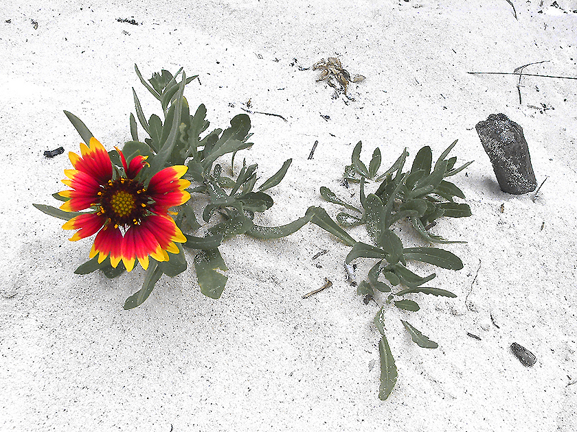 beach bloom