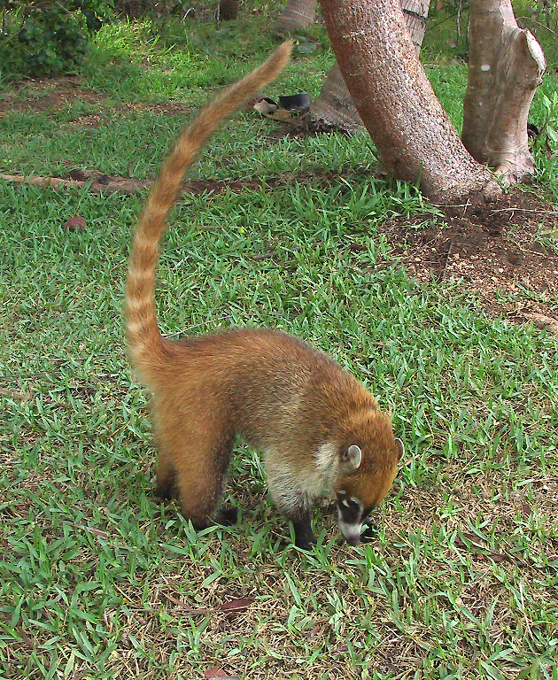 Coatimundi thought he was the guarddog