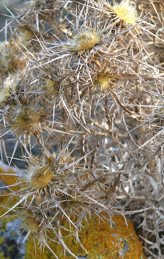 mountain thistle