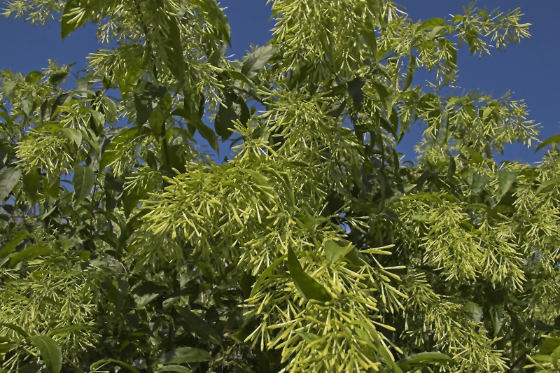 jasmin
