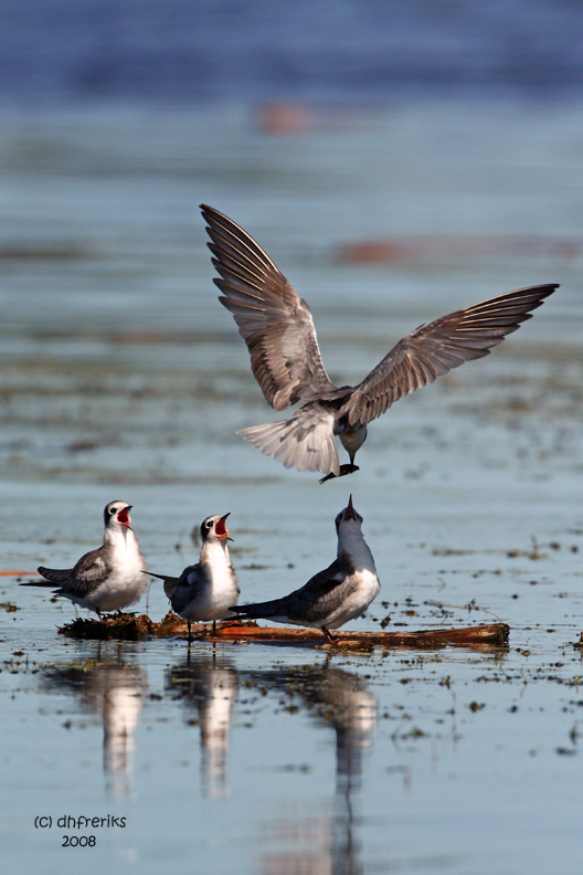 Black Terns. Horicon Marsh, WI