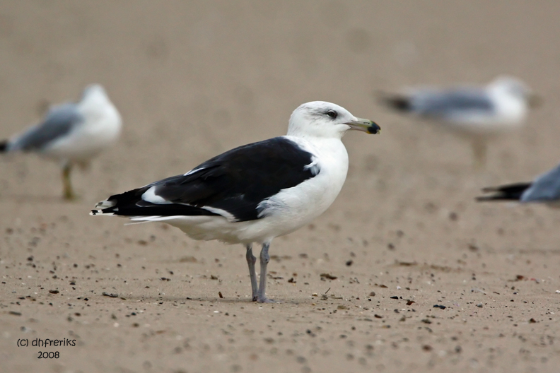 Great Black-backed Gull. Sheboygan, WI