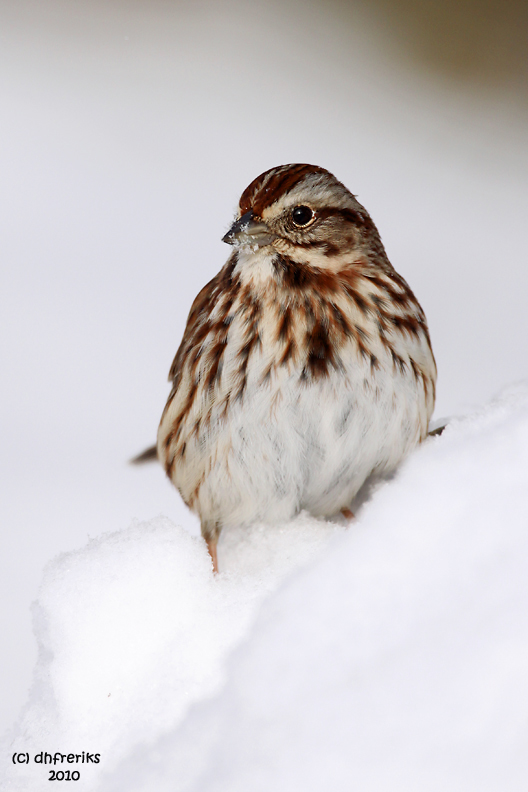 Song Sparrow. Chesapeake, OH