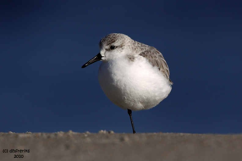 Sanderling. Pea Island National Wildlife Refuge. N.C.