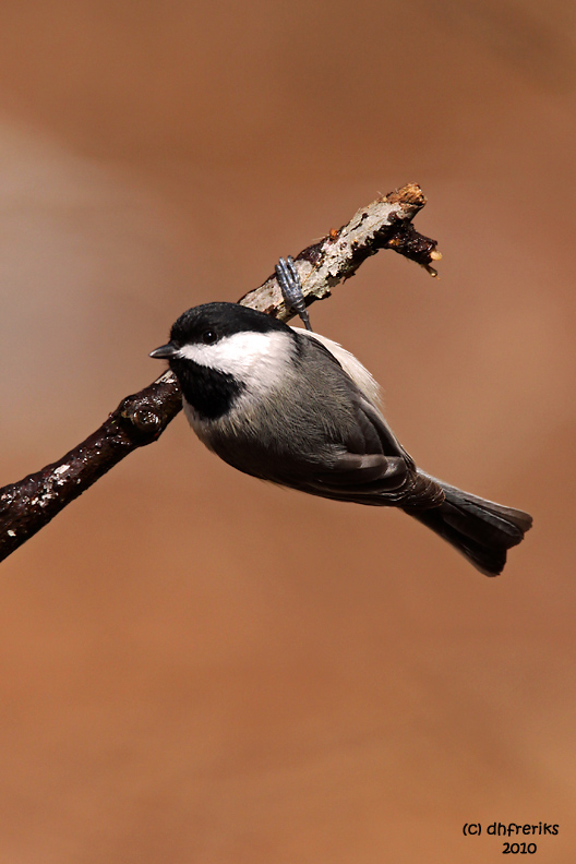 Carolina Chickadee. Chesapeake, OH