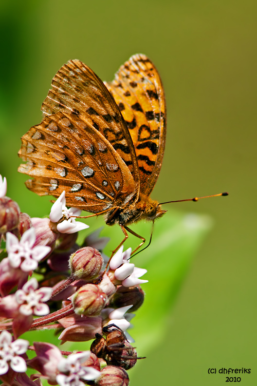 Fritillary sp. W.V.