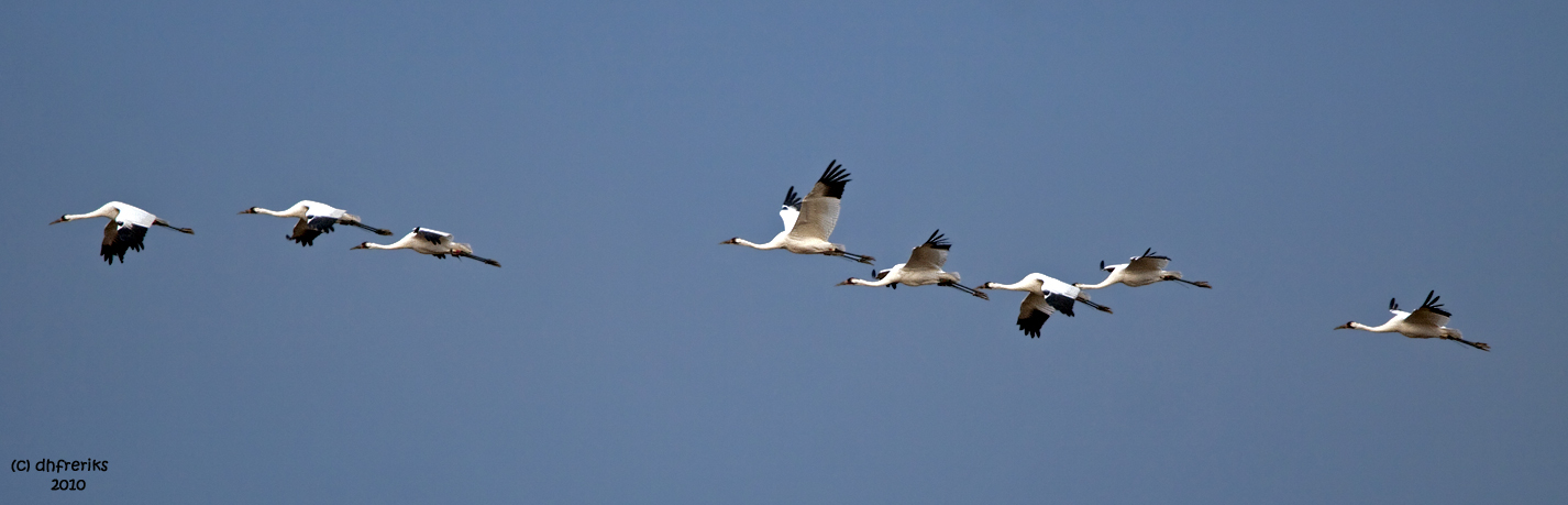 Whooping Cranes near Horicon Marsh, WI