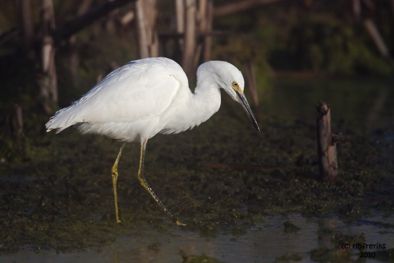 Snowy Egret. Horicon Marsh, WI