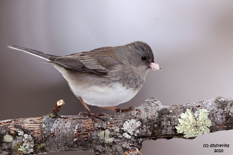 Dark-eyed Junco. Chesapeake, OH