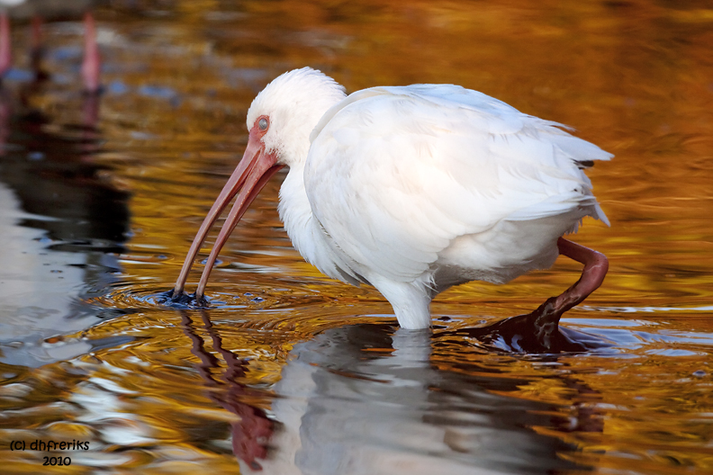 White Ibis. Merritt Is. National Wildlife Refuge. FL