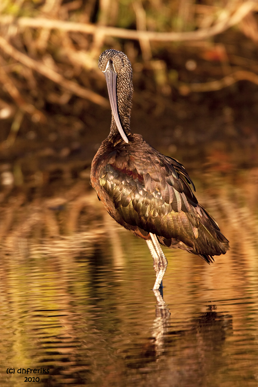 Glossy Ibis. Merritt Is. National Wildlife Refuge. FL