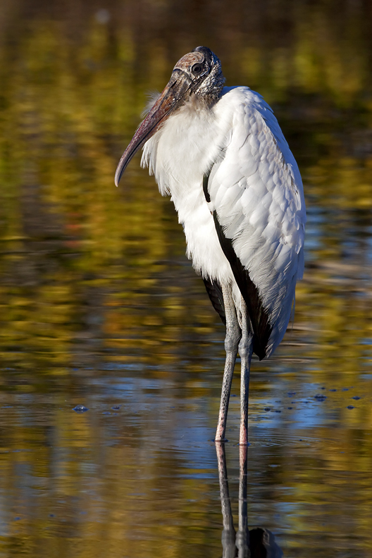 Wood Stork. Merritt Is. National Wildlife Refuge. FL