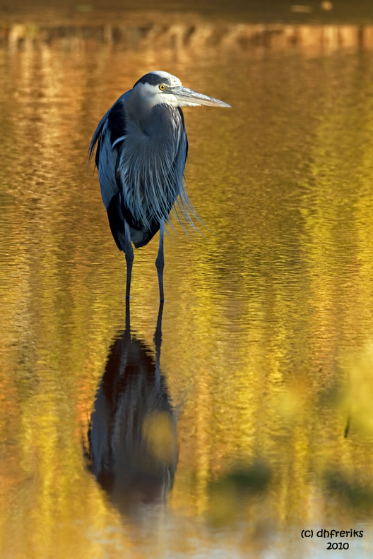 Great Blue Heron. Merrit Is. National Wildlife Refuge. FL