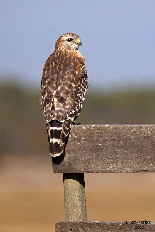 Red-shouldered Hawk. Vierra Wetlands. FL