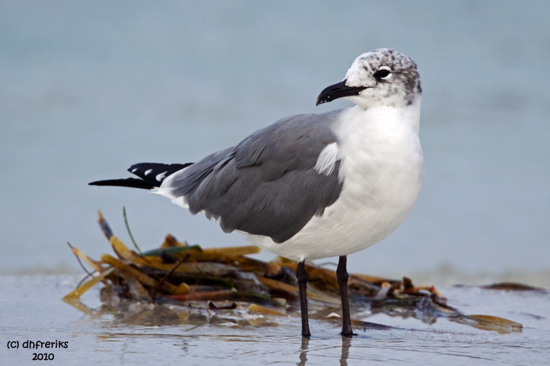 Laughing Gull. Fort DeSoto Co. Park. FL