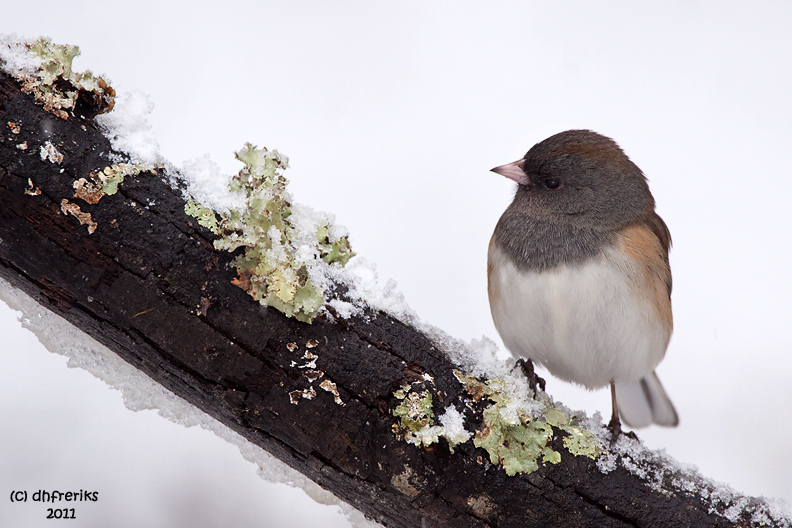 Dark-eyed Junco. Chesapeake, OH