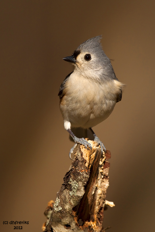 Tufted Titmouse. Chesapeake, OH