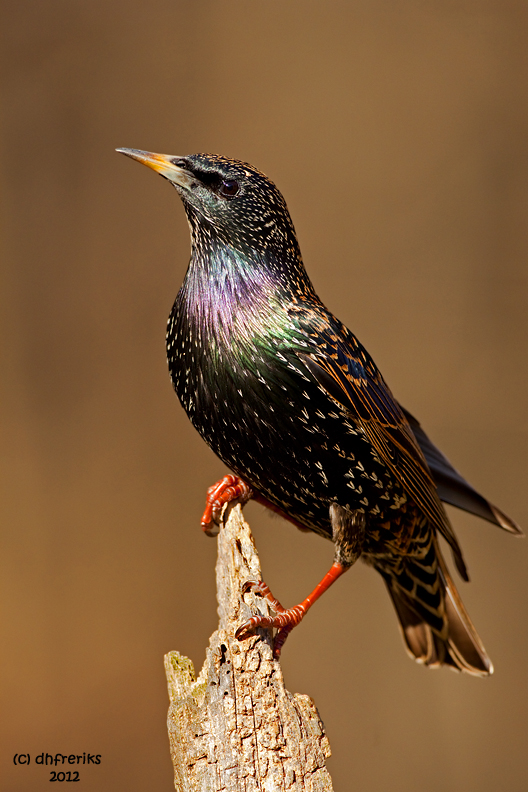 European Starling. Chesapeake. OH