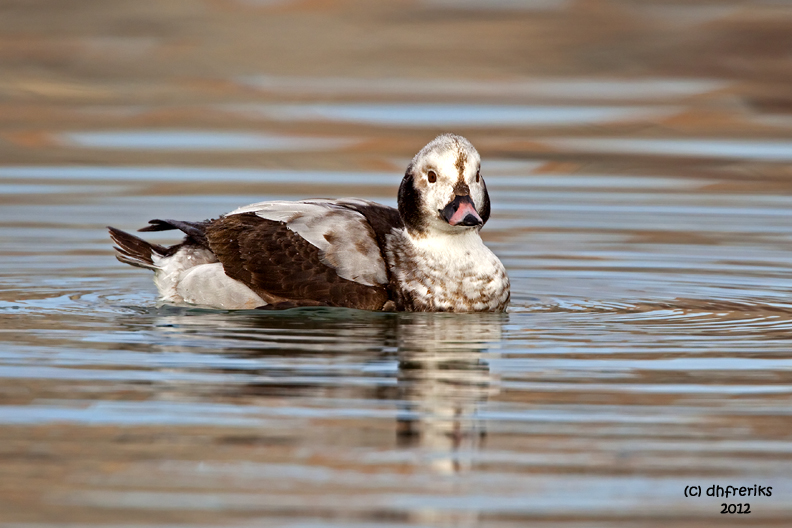 Long-tailed Duck. Milwaukee, WI