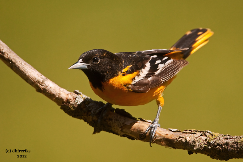 Baltimore Oriole. Saukville, WI