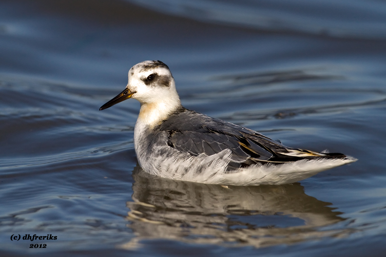 Red Phalarope. Fond du lac, WI