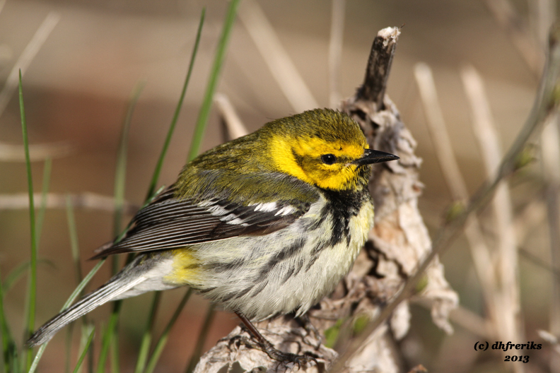 Black-throated Green Warbler. Lake Park, Milwaukee