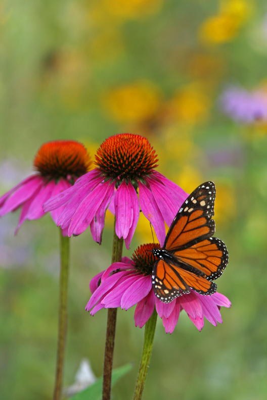 Monarch on Purple Coneflowers, Riveredge Nature Center, Newburg WI