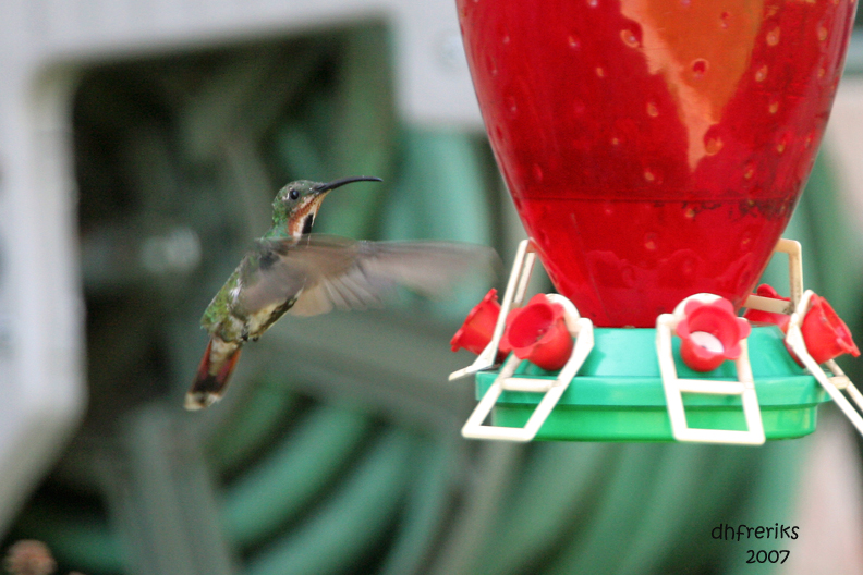 Green-breasted Mango. Beloit, WI