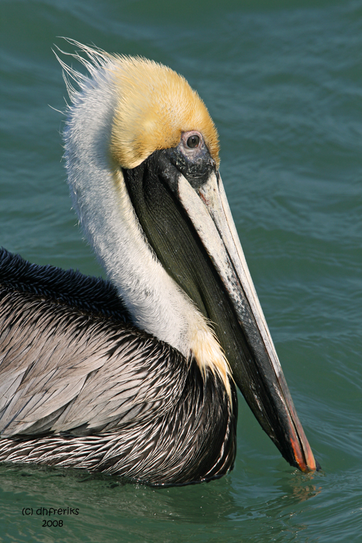 Brown Pelican, Florida