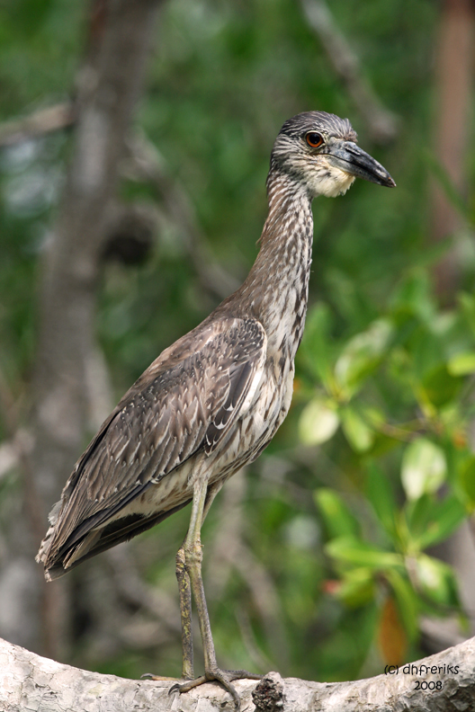 Yellow-crowned Night Heron. Florida