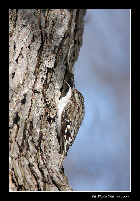 Grimpereau brun - Certhia americana