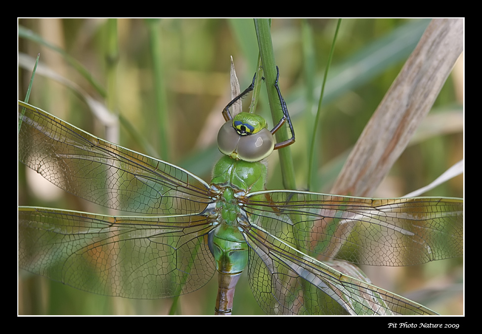 Anax de juin / Common green Darner female (Anax junius)