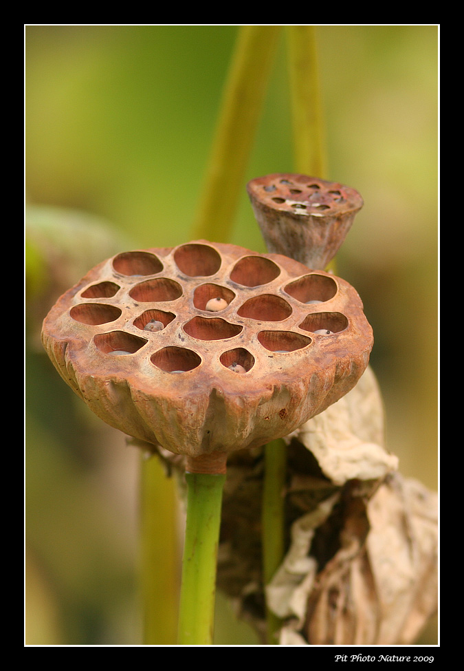 Lotus dOrient / Lotus Flower (Nelumbo nucifera)