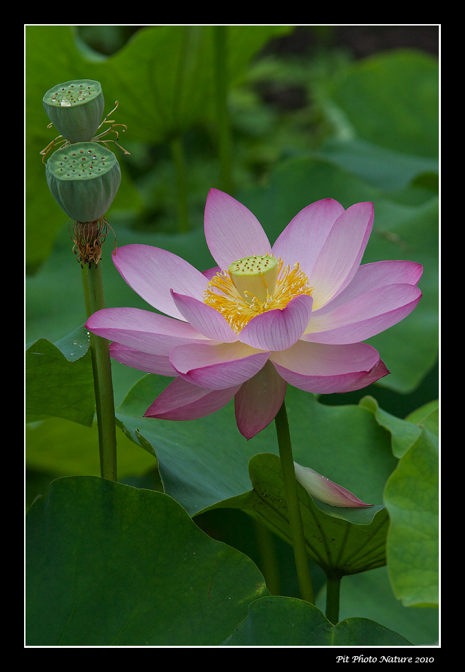 Lotus dOrient / Lotus Flower (Nelumbo nucifera)