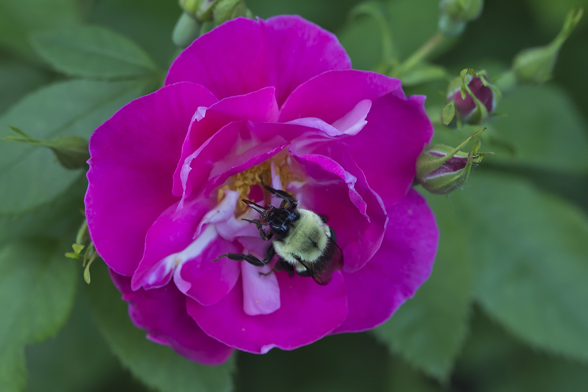 Bourdon butinant une rose