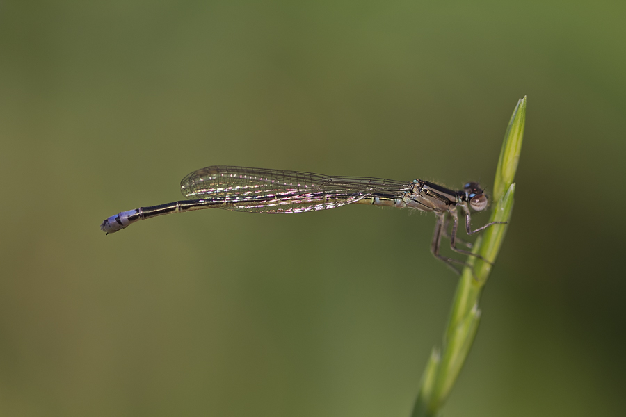 Agrion vertical / Eastern Forktail (Ischnura verticallis)